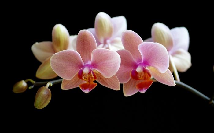 как вырастить орхидею из корня