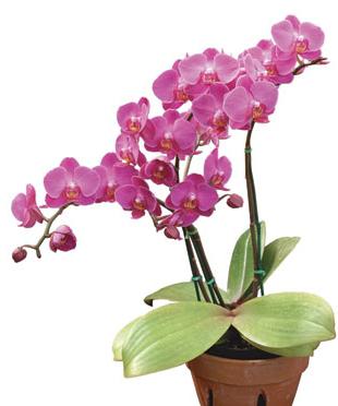как размножается орхидея в домашних условиях