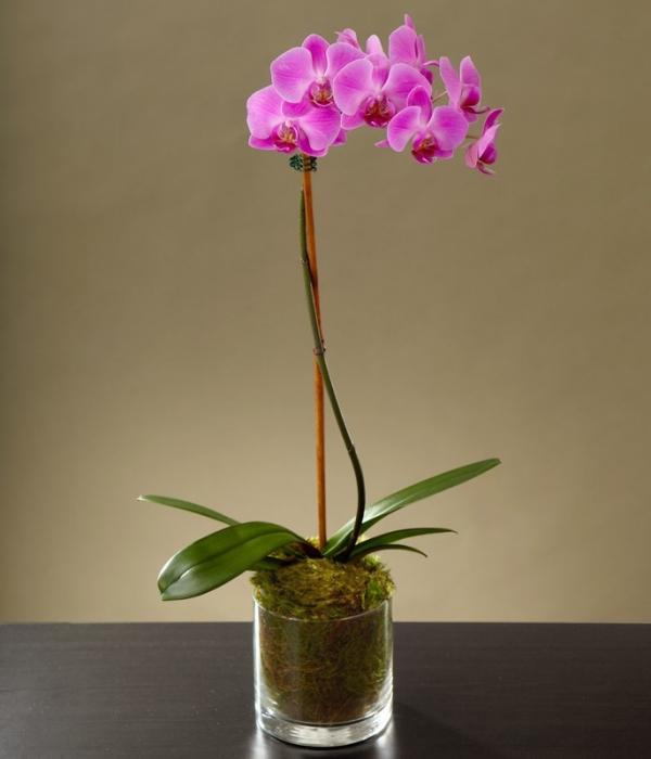 how to water an orchid phalaenopsis