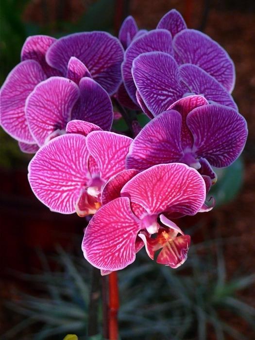 orchids home care phalaenopsis