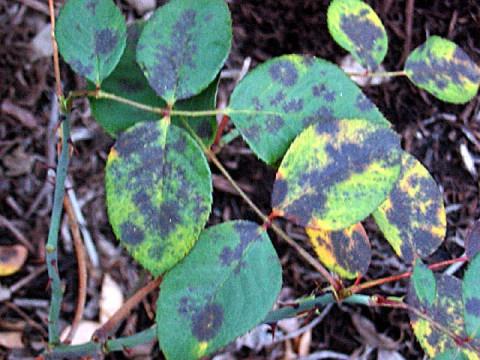 rose diseases photo