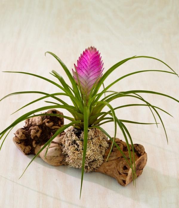 tillandsia bloom