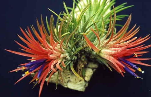 tillandsia at home