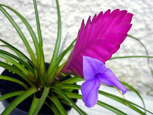 tillandsia home care