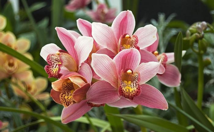 cymbidium home care