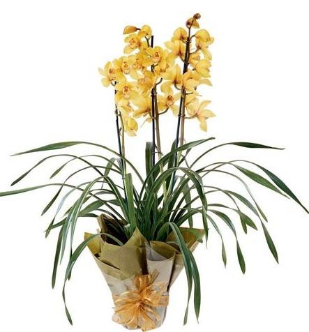 cymbidium orchid how to care