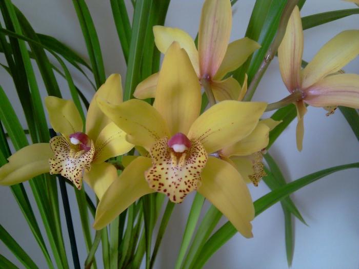 how to transplant cymbidium