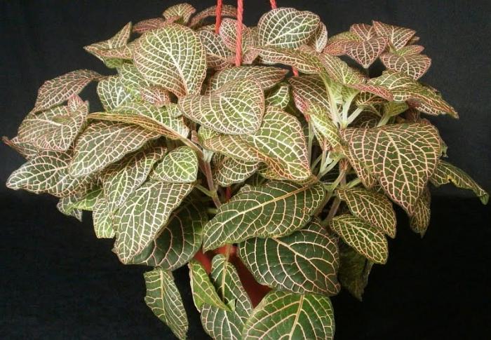 fittonia at home