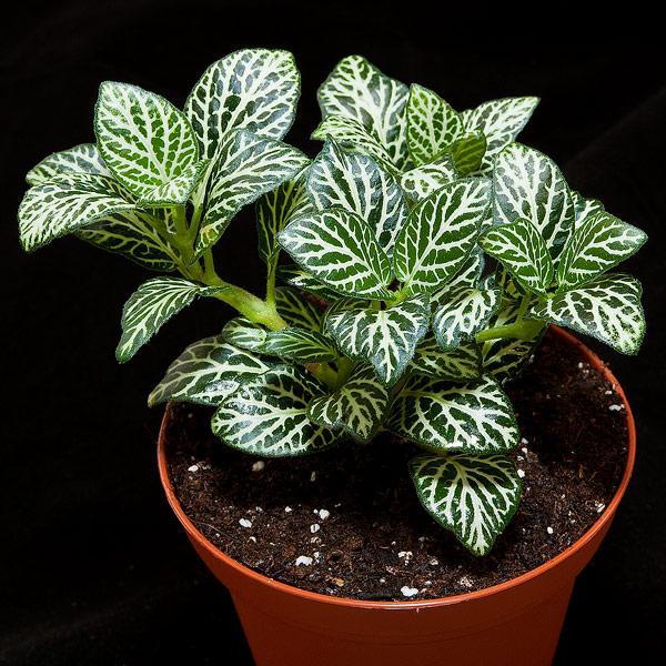 fittonia home care