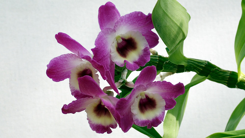 орхидея дендробиум нобиле уход в домашних условиях и размножение 2
