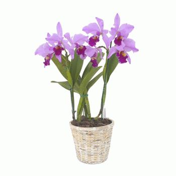 indoor orchid phalaenopsis how to care