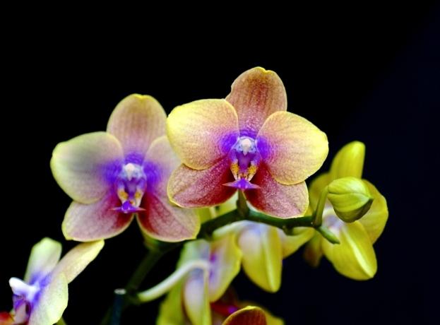 orchids how to care at home