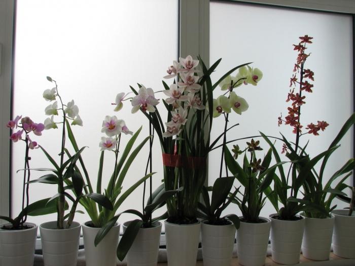 orchid how to care for breeding