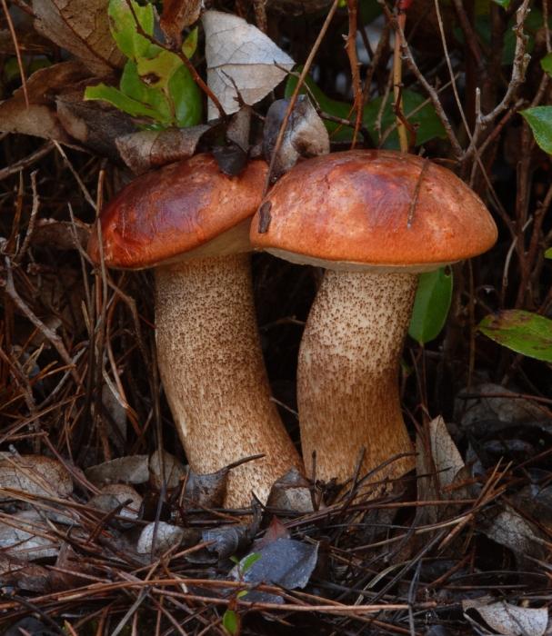 boletus mushroom pickling