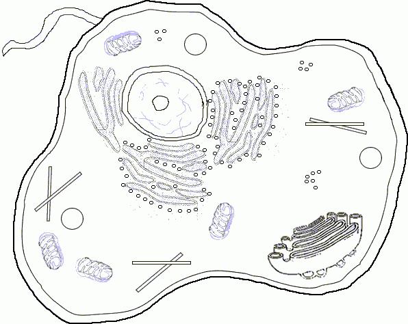 цитоплазма строение и функции