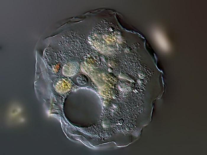 цитоплазма в растительной клетке