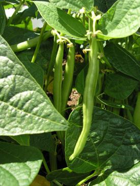 bean planting cultivation