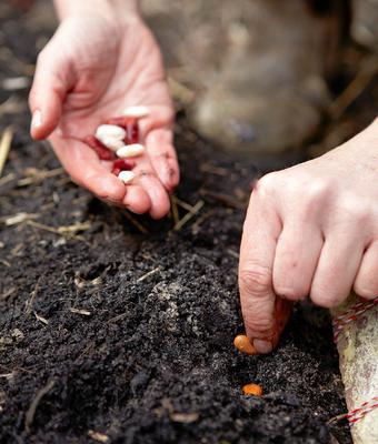 haricot asparagus cultivation and care