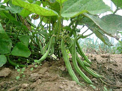 string beans how to plant