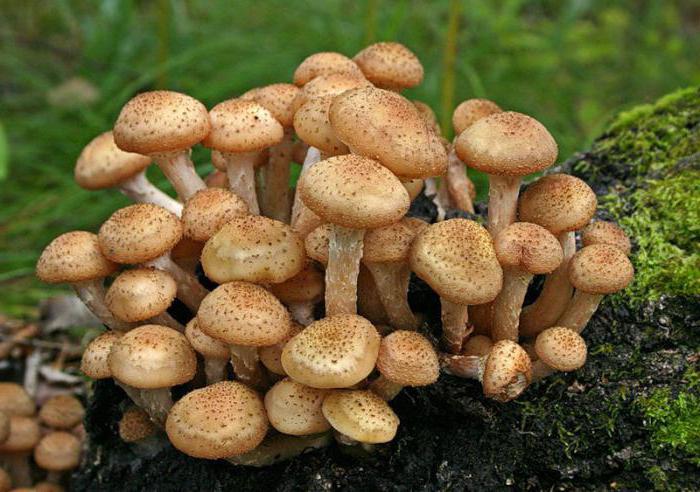 при какой температуре растут грибы осенью, опята
