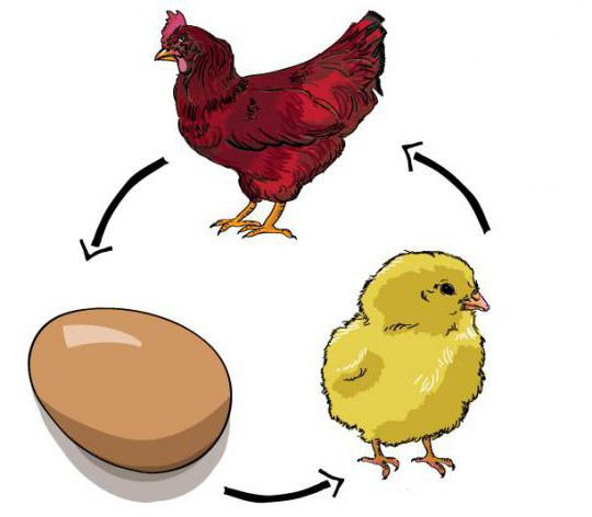 life cycle models