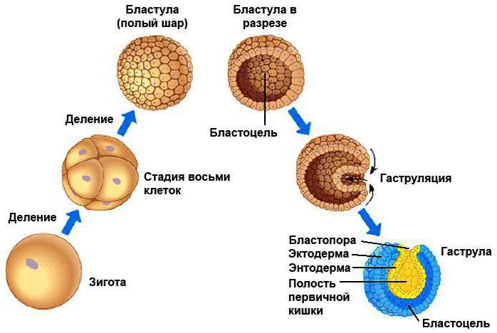 what is mesoderm