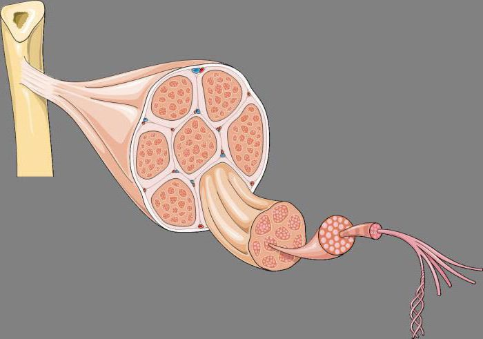 what is mesoderm in biology