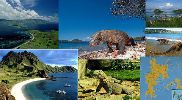 Komodo National Park Indonesia Photo