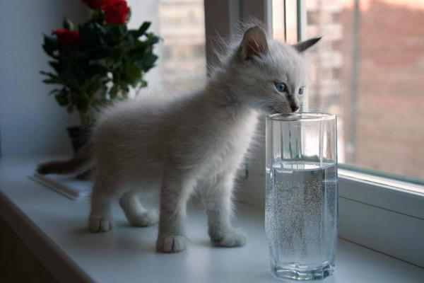 почему маленький котенок не пьет воду