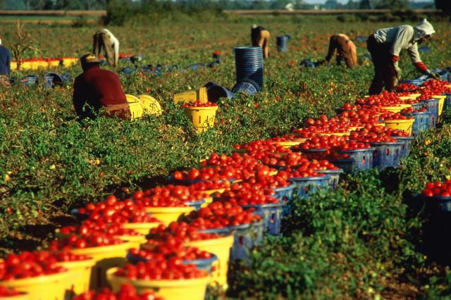 развитие сельского хозяйства в казахстане