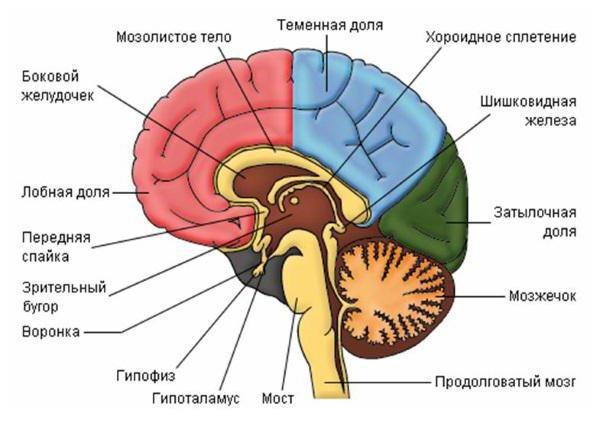 вены головного мозга
