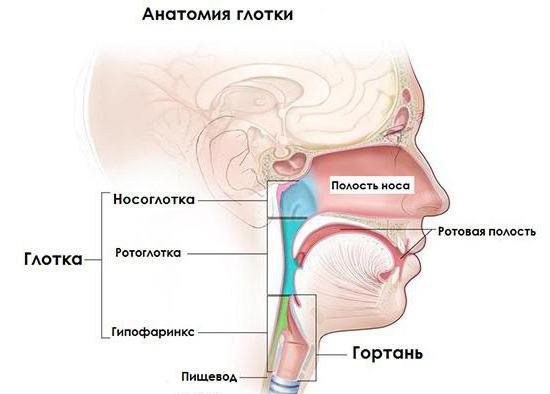 digestive function