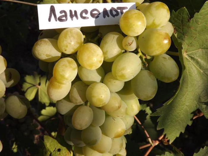 Lancelot grape description