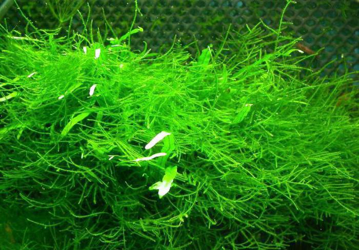 аквариумное растение яванский мох