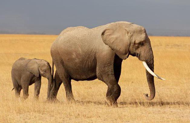 сколько весит слон и бегемот