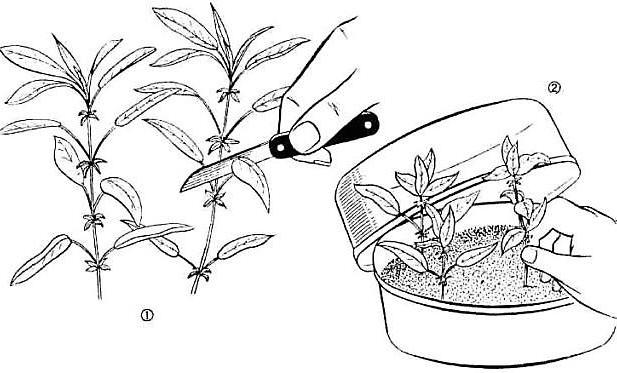 размножение рододендрона черенкованием