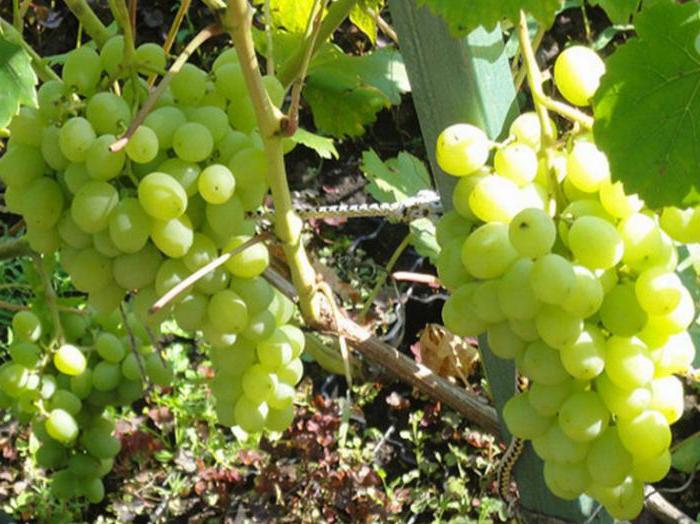 виноград элегант отзывы