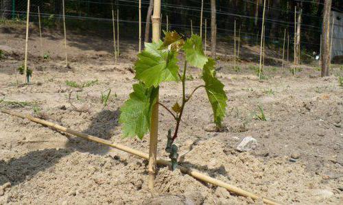 как сажать виноград весной