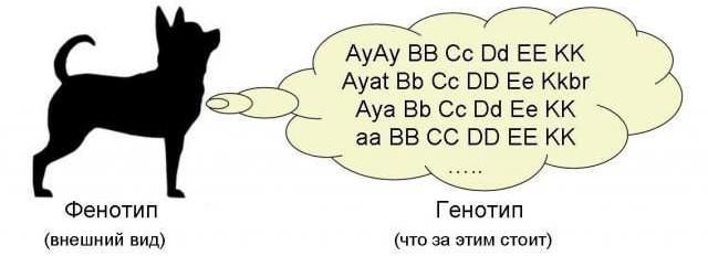 what is a genotype and phenotype