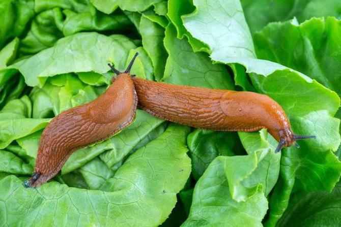 how to get rid of slugs on cabbage