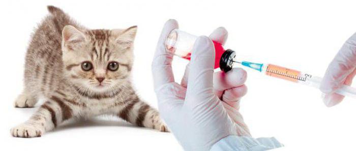 first vaccinations for british kittens