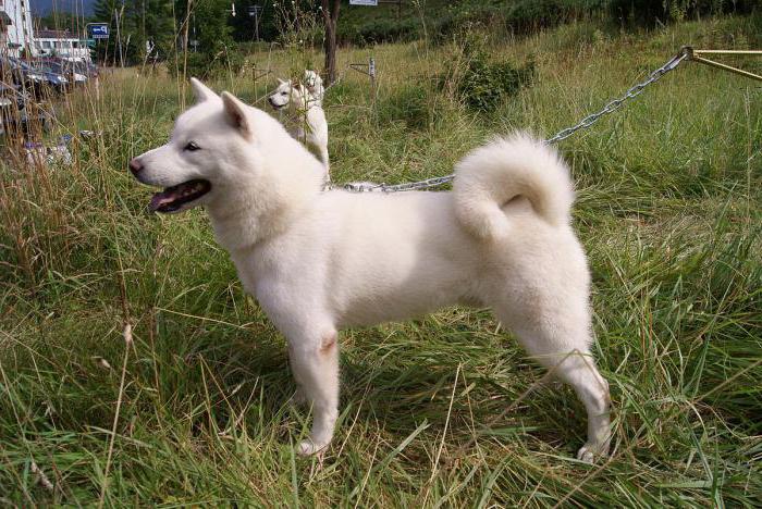 hokkaido dog breed