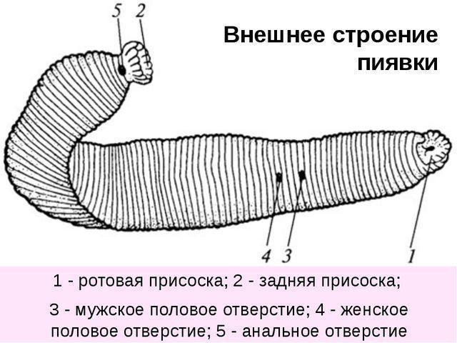 Пиявка медицинская фото под микроскопом