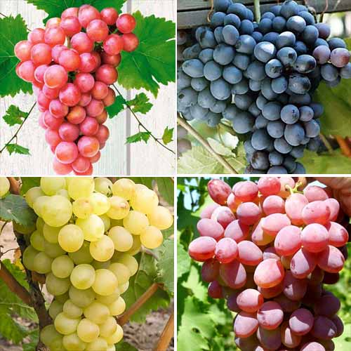 grape variety Delight