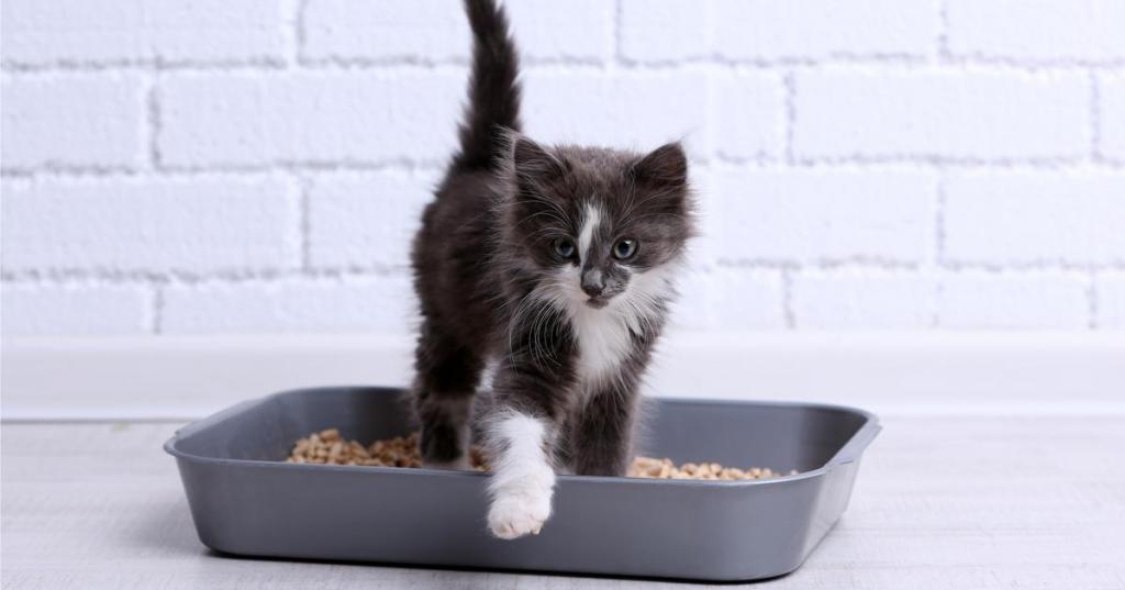 kitten in a tray