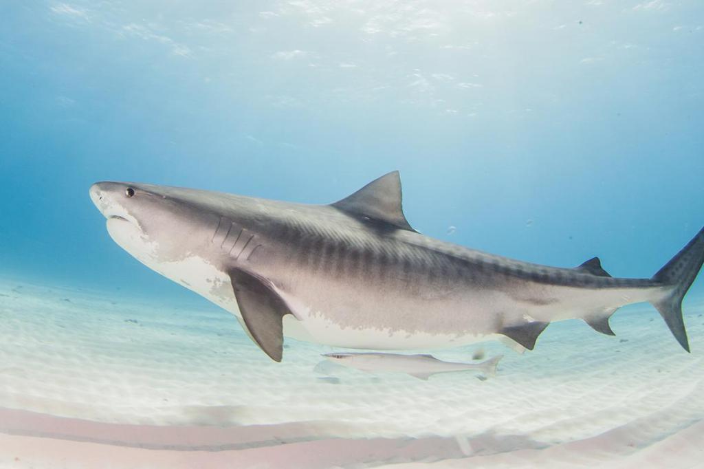 Акула тигровая акула фото