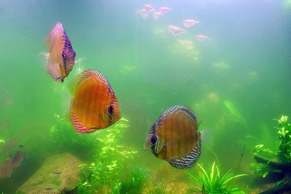 in the aquarium, the water became cloudy