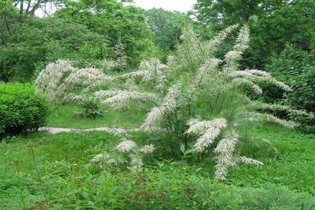 tamarix shrub