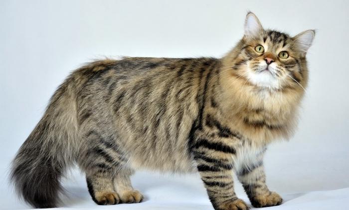 identify cat breed by photo