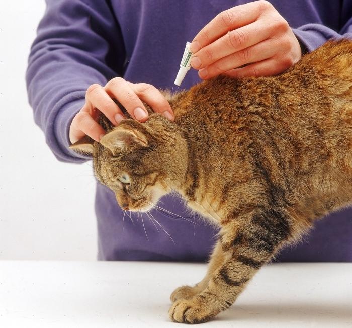 breeding fleas in cats